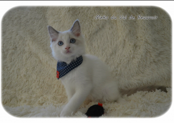 mâle blue bicolour - Chatterie Ragdolls du Val de Beauvoir